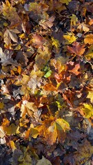 Close-up of a vibrant carpet of fallen autumn leaves on the ground in a forest, with dappled sunlight and shadows