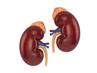 Humans kidney on transparent background.