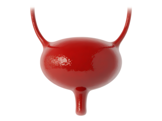 Urinary bladder isolated on transparent background.