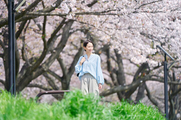 Fototapeta premium 満開の桜と散歩する女性