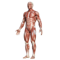Human body muscle 