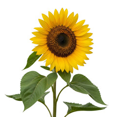 Obraz premium Single Sunflower with Green Leaves isolated on a transparent background