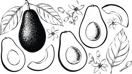 Avocado line art hand drawn sketch collection fresh healthy food vector Engraving Art Design