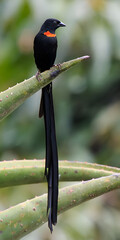 Long-Tailed Widow Bird with Orange Shoulder Patch