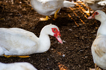 A white muscovy duck with red face resting on a dirt floor inside a rustic poultry farm, showing...