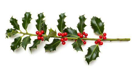 Holly branch with red berries and green leaves on white