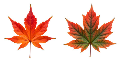 Two autumn maple leaves isolated on transparent background