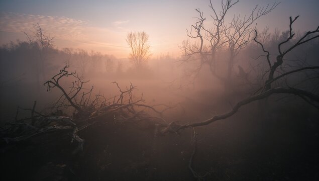 Displaying gnarled fallen tree branch stretching across marshy clearing at dawn, with dense fog