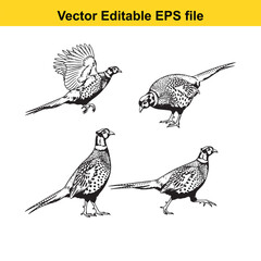 Vector art of set of four black and white illustrations of pheasants in different poses