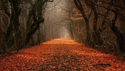 Winding forest trail stretching through misty autumn woods, with fallen leaves and mossy trunks