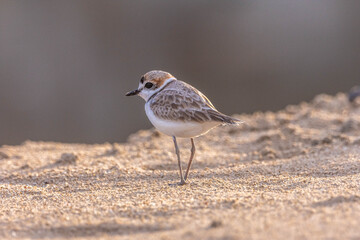 The Kentish plover is a small cosmopolitan shorebird 