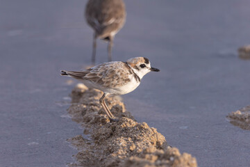 The Kentish plover is a small cosmopolitan shorebird 