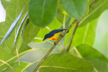 Crimson-breasted Flower-pecker likes to eat ripe wild fruits.