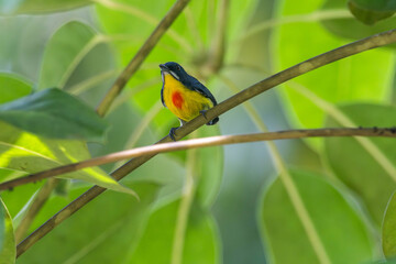Crimson-breasted Flower-pecker likes to eat ripe wild fruits.