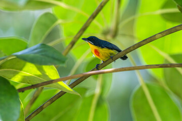 Crimson-breasted Flower-pecker likes to eat ripe wild fruits.