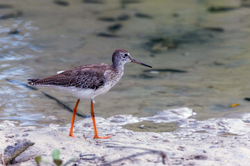 Common Redshank  rises from the ground just in front of the walking recordists feet