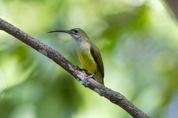 Spiderhunter bird likes to drink nectar from banana blossoms.