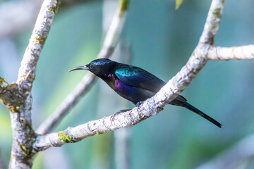 Copper-throated Sunbird, a colorful and shiny bird