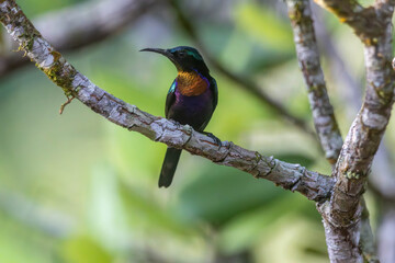 Copper-throated Sunbird, a colorful and shiny bird