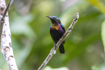 Copper-throated Sunbird, a colorful and shiny bird