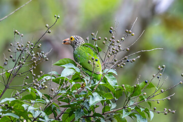 Lineated Barbet eating wild fruit
