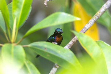Copper-throated Sunbird, a colorful and shiny bird