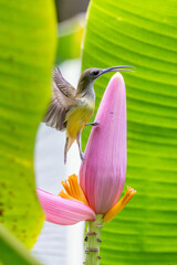 Spiderhunter bird likes to drink nectar from banana blossoms.