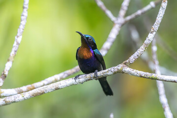 Copper-throated Sunbird, a colorful and shiny bird