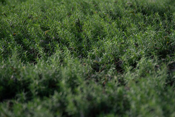 Green Herb Foliage – Fresh Ground Cover Texture