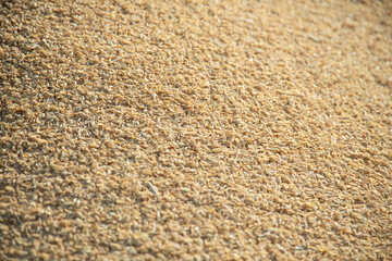 Rice Husks after Harvest – Natural Grain Texture