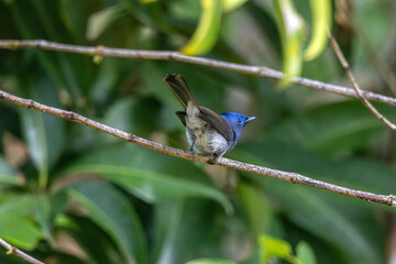 female of Black-naped Monarch bird
