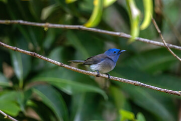 Black-naped Monarch blue color bird