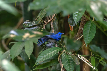 Black-naped Monarch blue color bird