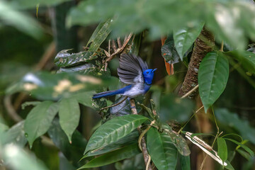 Black-naped Monarch blue color bird