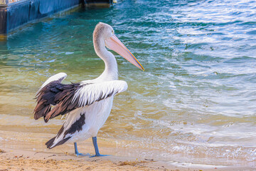 pelican on the water river