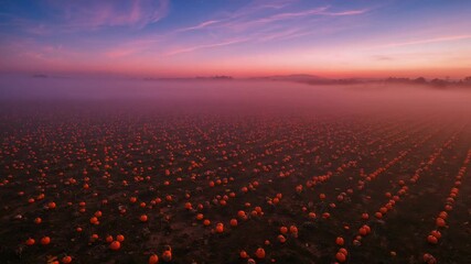 Hovering drone capturing pumpkin patch at dawn, with mist lifting around rows of orange pumpkins - Powered by Adobe