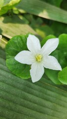 white flower in a garden with green leaf
