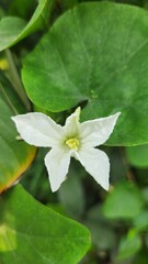 white flower on green background