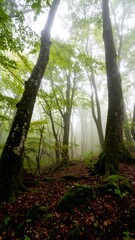 Fototapeta premium Tall Trees in a Misty, Mossy Deciduous Forest