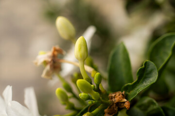 Close-Up of White Flower Buds in the Garden Before Blooming