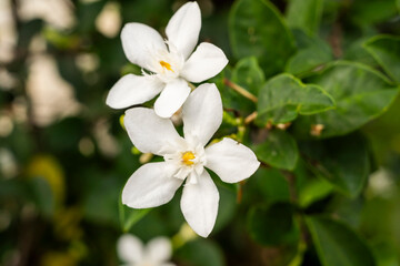 Beautiful White Jasmine Flowers Blooming in the Garden with Green Leaves Background