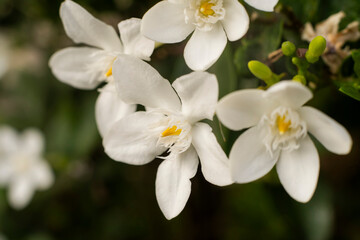 Tropical Garden with Blooming White Jasmine, Symbol of Purity and Serenity