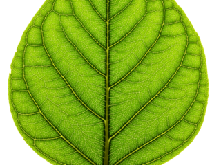 Extreme close-up of a green leaf showing detailed vein structure on a transparent background