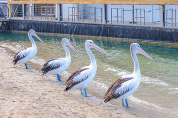 pelican on the water river