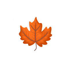 Single autumn maple leaf on transparent background 