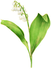 Obraz premium Lily of the Valley — hand‑drawn realistic watercolour botanical art with gold outline