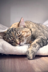 A gray and orange tabby cat lies peacefully asleep on a soft blanket in a warm, inviting room. The gentle light of the afternoon creates a serene atmosphere, enhancing the cozy surroundings.