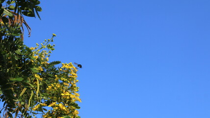 A large black beetle flew close to a yellow flower that was blooming