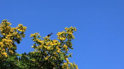A large black beetle flew close to a yellow flower that was blooming