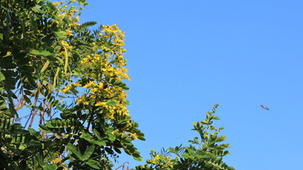 The tall johar tree or Black wood cassia (Siamese senna) is bearing yellow flowers.